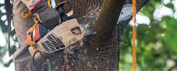 How Our Tree Care Process Works  in  Smithfield, UT