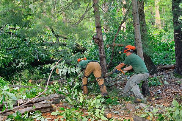 Professional Tree Care Services in Smithfield, UT