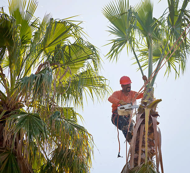 Best Hazardous Tree Removal  in Smithfield, UT