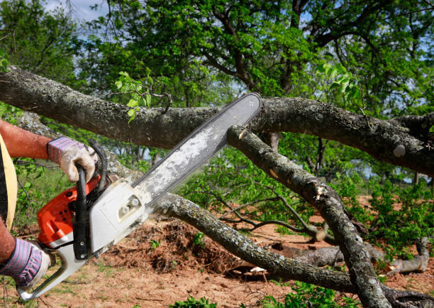 Best Utility Line Clearance  in Smithfield, UT